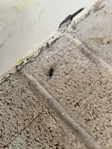 Ardmore-OK-Pest-Control-Service-4.21.26-7