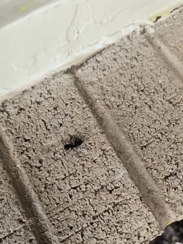 Ardmore-OK-Pest-Control-Service-4.21.26-8