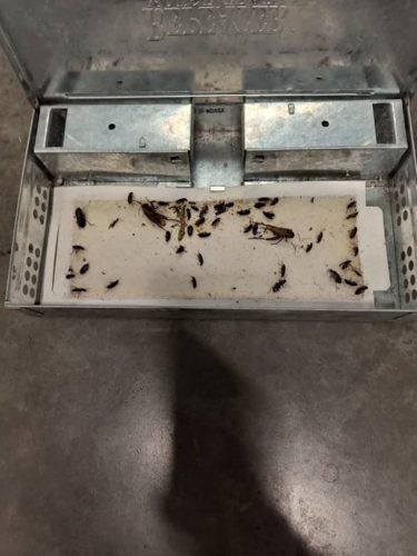 Ardmore-OK-Pest-Control-Service-48