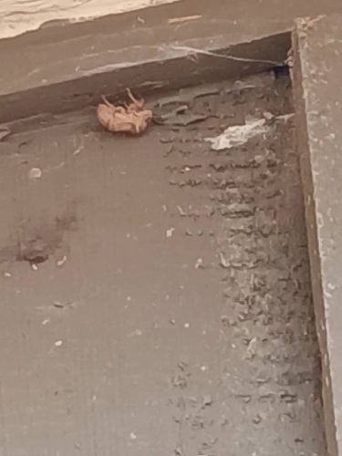 Ardmore-OK-Pest-Control-Service-50