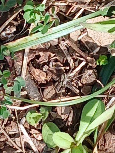 Ardmore-OK-Pest-Control-Service-52