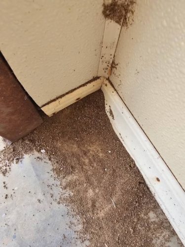 Ardmore-OK-Pest-Control-Service-54