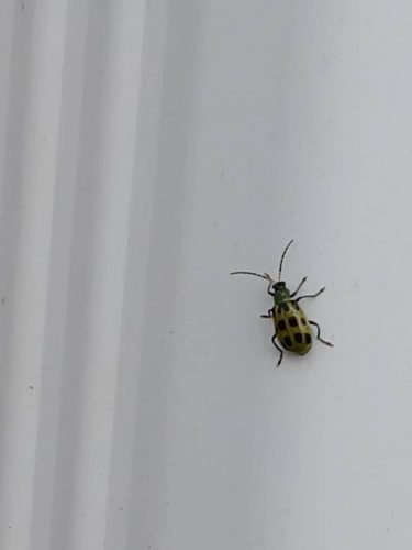 Ardmore-OK-Pest-Control-Service-59