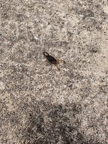 Ardmore-OK-Pest-Control-Service-6.16.26-10