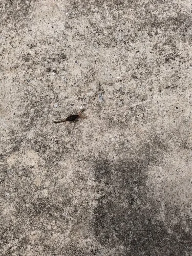 Ardmore-OK-Pest-Control-Service-6.16.26-11
