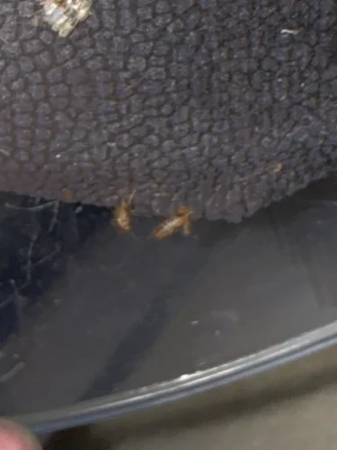 Ardmore-OK-Pest-Control-Service-6.16.26-7