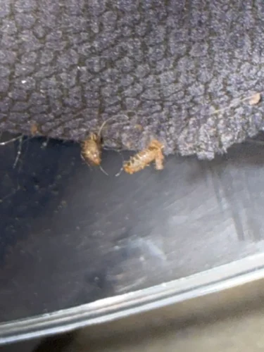 Ardmore-OK-Pest-Control-Service-6.16.26-8