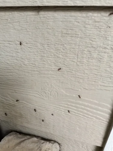 Ardmore-OK-Pest-Control-Service-6.16.26-9