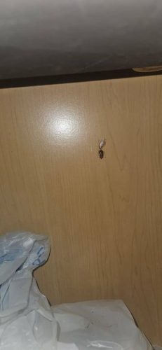 Ardmore-OK-Pest-Control-Service-61