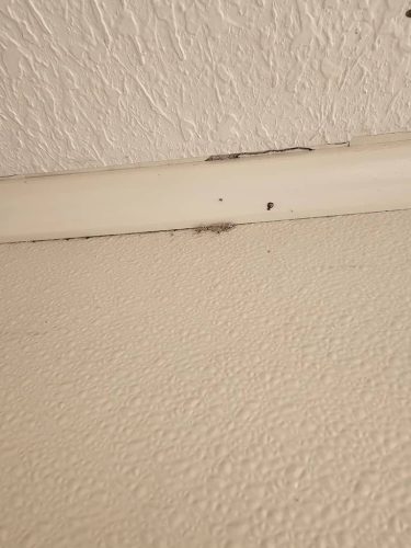 Ardmore-OK-Pest-Control-Service-63