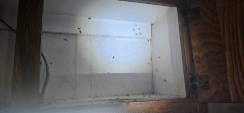 Ardmore-OK-Pest-Control-Service-64