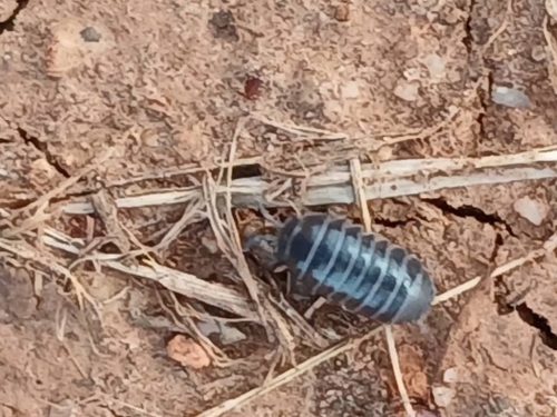 Ardmore-OK-Pest-Control-Service-65