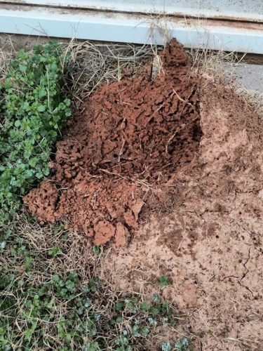 Ardmore-OK-Pest-Control-Service-67