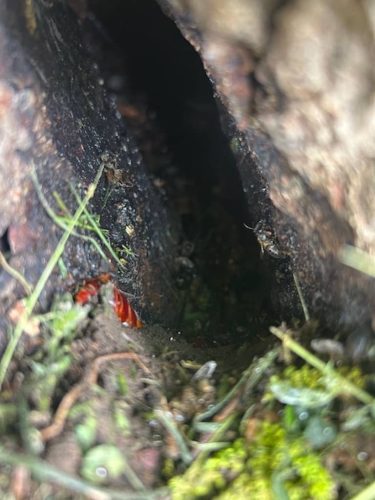 Ardmore-OK-Pest-Control-Service-70