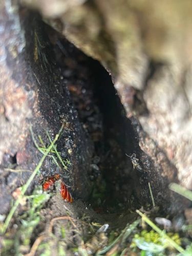 Ardmore-OK-Pest-Control-Service-71