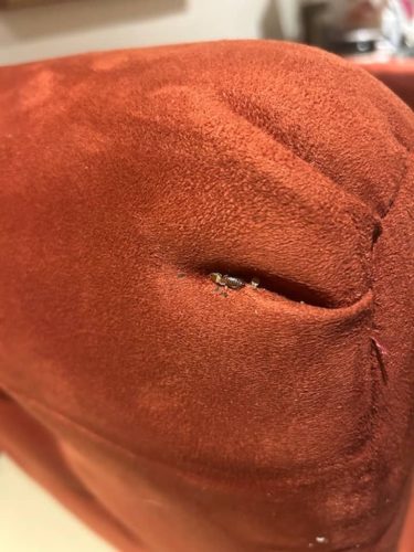 Ardmore-OK-Pest-Control-Service-72