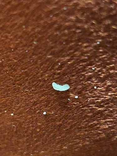 Ardmore-OK-Pest-Control-Service-73