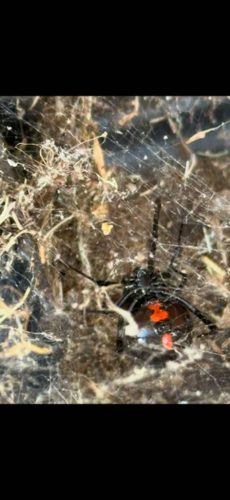 Ardmore-OK-Pest-Control-Service-83