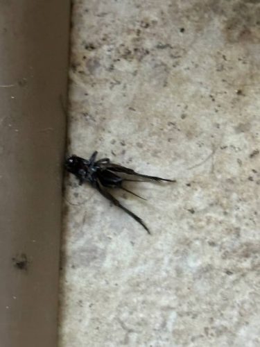 Ardmore-OK-Pest-Control-Service-84