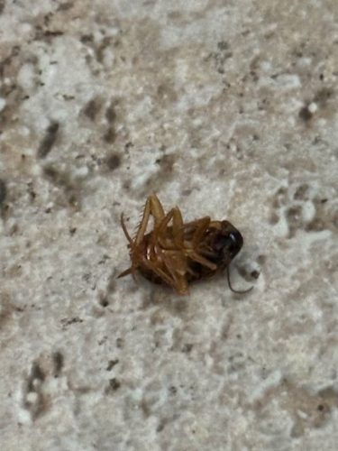 Ardmore-OK-Pest-Control-Service-86