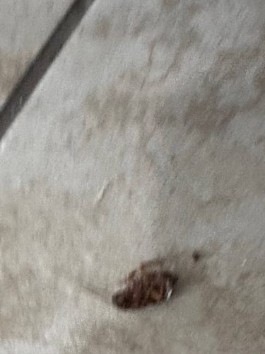 Ardmore-OK-Pest-Control-Service-88