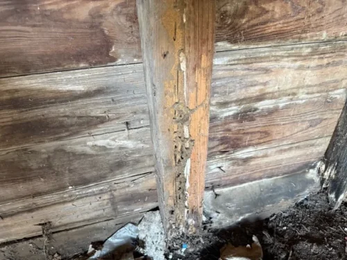 Ardmore-OK-Pest-Control-Service-Pest-Control-Service-In-Ardmore-OK-0014