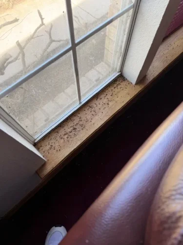 Ardmore-OK-Pest-Control-Service-Pest-Control-Service-In-Ardmore-OK-007